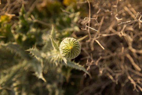 Onopordum, Khorasan Razavi, Iran