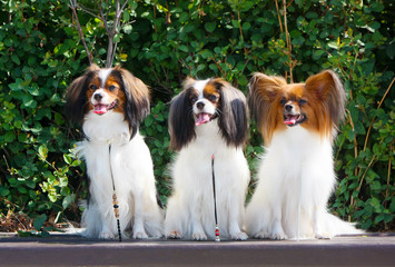 Portrait of two falens and one papillon in the street. A lot of white dogs against the background of green bushes. Three puppies are sitting on a wooden bench.