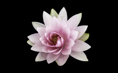lotus Isolated on black background, Clipping path