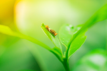Worms  bites green leaf is food.