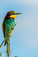 Eurasian Bee-eater looking angry from a tree branch. Wildlife landscape with copy space.