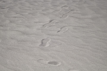 An image capturing nature’s ephemeral footprints etched upon the serene sandscape.