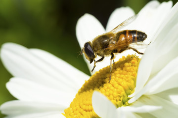Bee sitting on camomile.