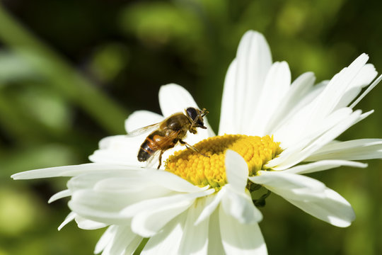 Bee sitting on camomile.