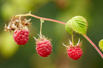 Raspberries fruits on the bush branch. Macro view