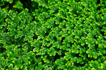 green leaves background