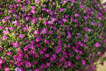 Obraz premium purple Gypsophila muralis