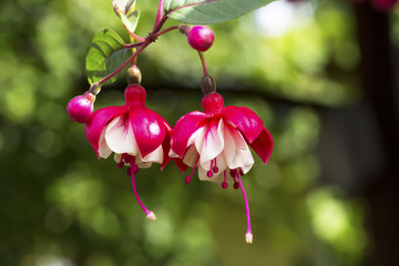 Fuchsia Hybrida Flowers