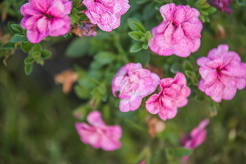 pink petunia