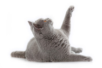 chat gris britannique à poils courts