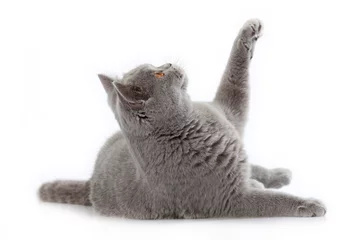 Papier Peint photo autocollant Chat chat gris britannique à poils courts
