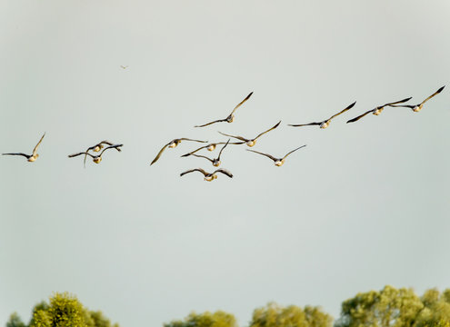 G&auml;nse fliegen am blauen Himmel