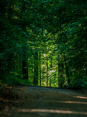 Fototapeta premium Pfad durch den Wald
