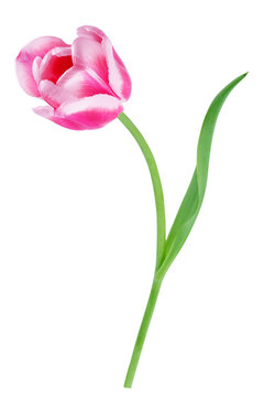 Red tulip with leave on a white background closeup