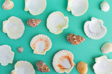 seashells on a bright background