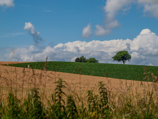 Obraz premium Einzelner Baum