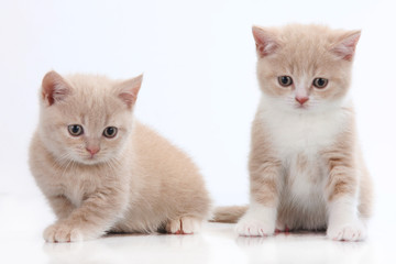 Fototapeta na wymiar two british short hair kitten on white