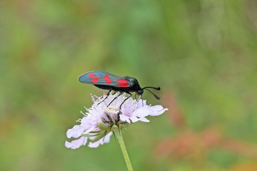 Sechsfleckwidderchen (Zygaena filipendulae) auf Acker-Witwenblume (Knautia arvensis)
