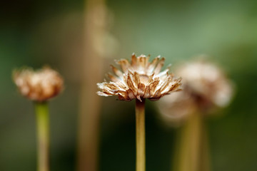 Dry chamomile flower stem. Macro view