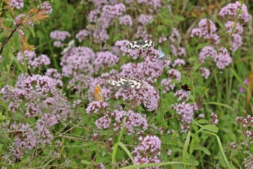 Obraz premium Viele Schmetterlinge auf Echtem Dost (Origanum vulgare) 
