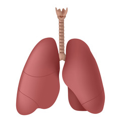 Lung