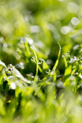 Fototapeta na wymiar Green grass in the dew on the nature