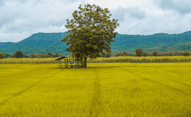 Thailand, Rice Paddy, Farm, Field, Rice - Cereal Plant