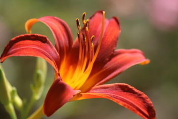 Rote Lilie  © Sascha Harazim