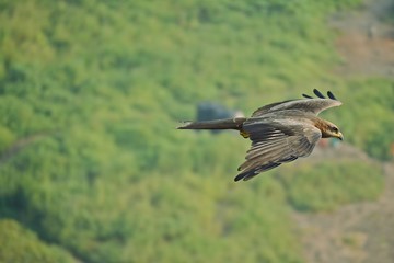 Black Kite
