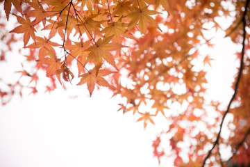 Red maple leaf , Japan autumn