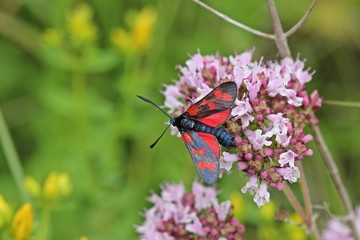 Sechsfleckwidderchen (Zygaena filipendulae) auf Echtem Dost (Origanum vulgare)
