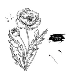 Poppy flower vector drawing set. Isolated wild plant and leaves.