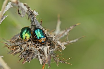 Hallesche Blattkäfer (Sermylassa halensis)