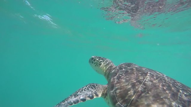 UNDERWATER SLOW MOTION CLOSE UP: Green sea turtle swimming in clear ocean lagoon on sunny day. Large sea turtle swimming in crystal clear seas and swimming towards the water surface reaching for air