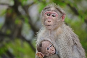Mother Monkey and their young