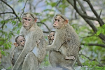 Mother Monkey and their young