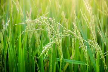 grass rice field green seed  blue sky