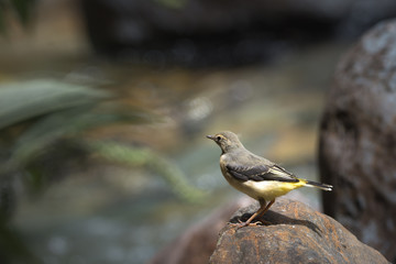  Young Yellow Wagtail