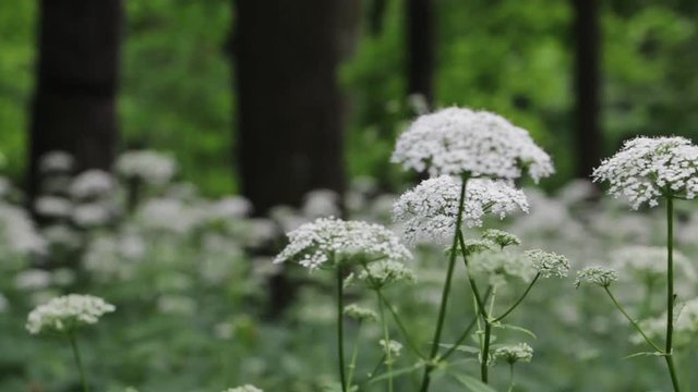 Sunny summer day in wild forest. White forest flowers and grass trembling in the breeze. Slow pan. Selective focus.