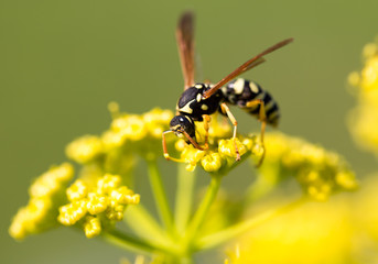 Wasp on yellow flower in nature