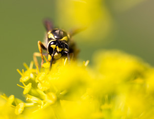 Wasp on yellow flower in nature