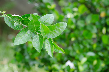 .Lemon planted beautifully.