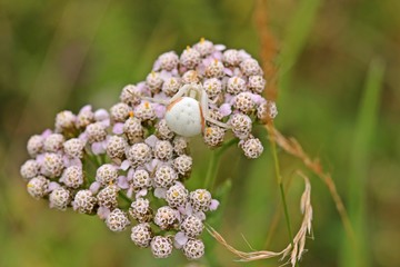 Weibliche Veränderliche Krabbenspinne (Misumena vatia) auf Schafgarbe (Achillea millefolium)
