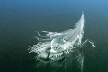 Drop of water on white feather