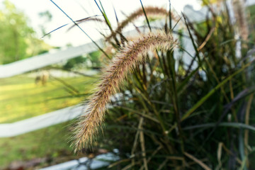 abstract close-up grass flower in countryside