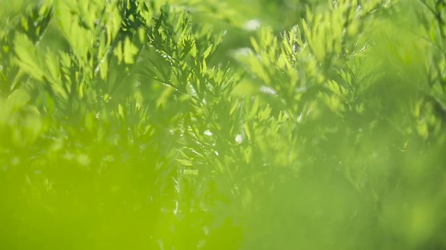 macro grass, camera in motion. Alternating focus, bokeh
