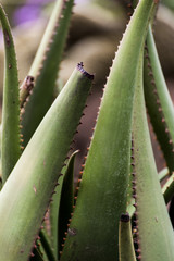 Closeup of Aloe Vera Plant in Addis Ababa India