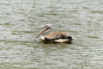 African Pink-backed Pelicans (Pelecanus rufescens) swimming in the crater babogaya lake water in Addis Ababa Ethiopia