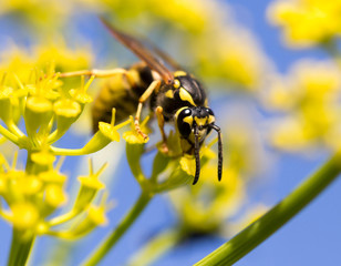 Wasp on yellow flower in nature