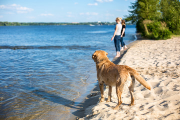 Labrador retriever dog on beach